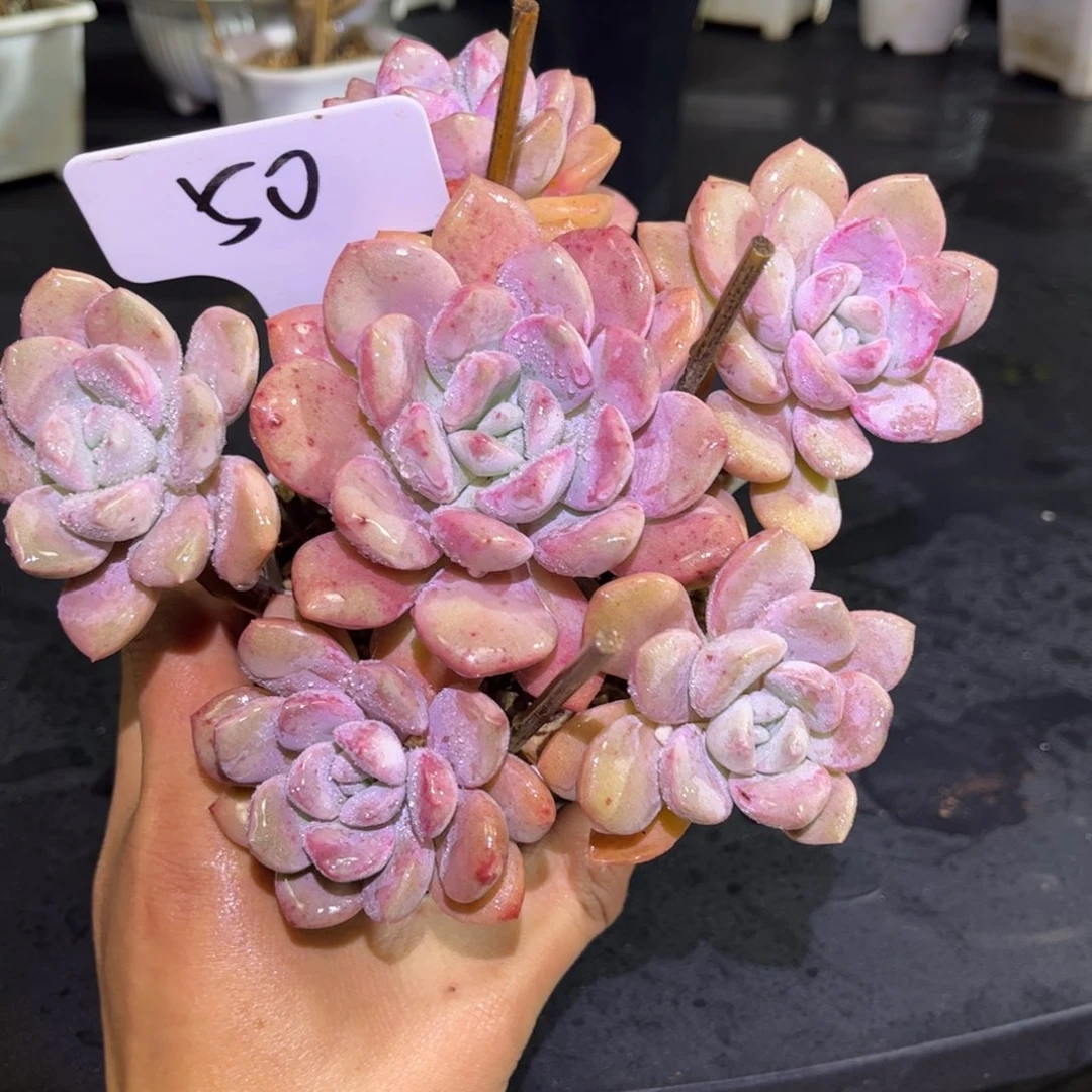 50 号小曹年度一物一拍