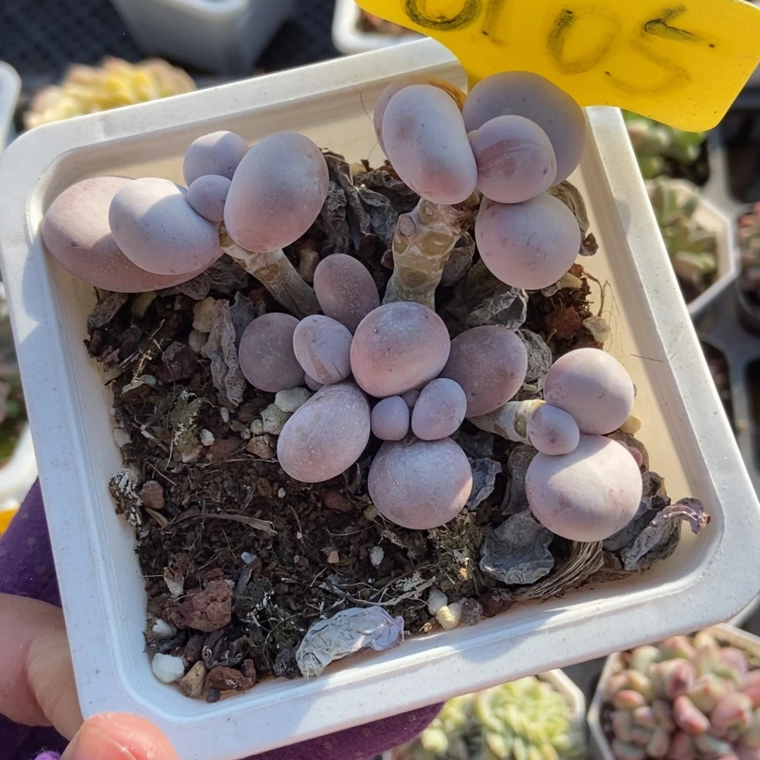 6105烟美人多肉植物