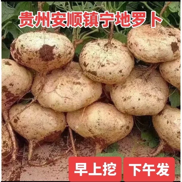 2025年贵州安顺镇宁地罗卜新鲜沙土种植脆甜地瓜凉薯现水果66
