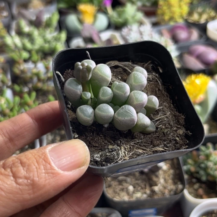 037 五十铃玉多肉植物