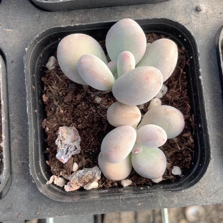 彩虹奶双头随机发满18包邮
