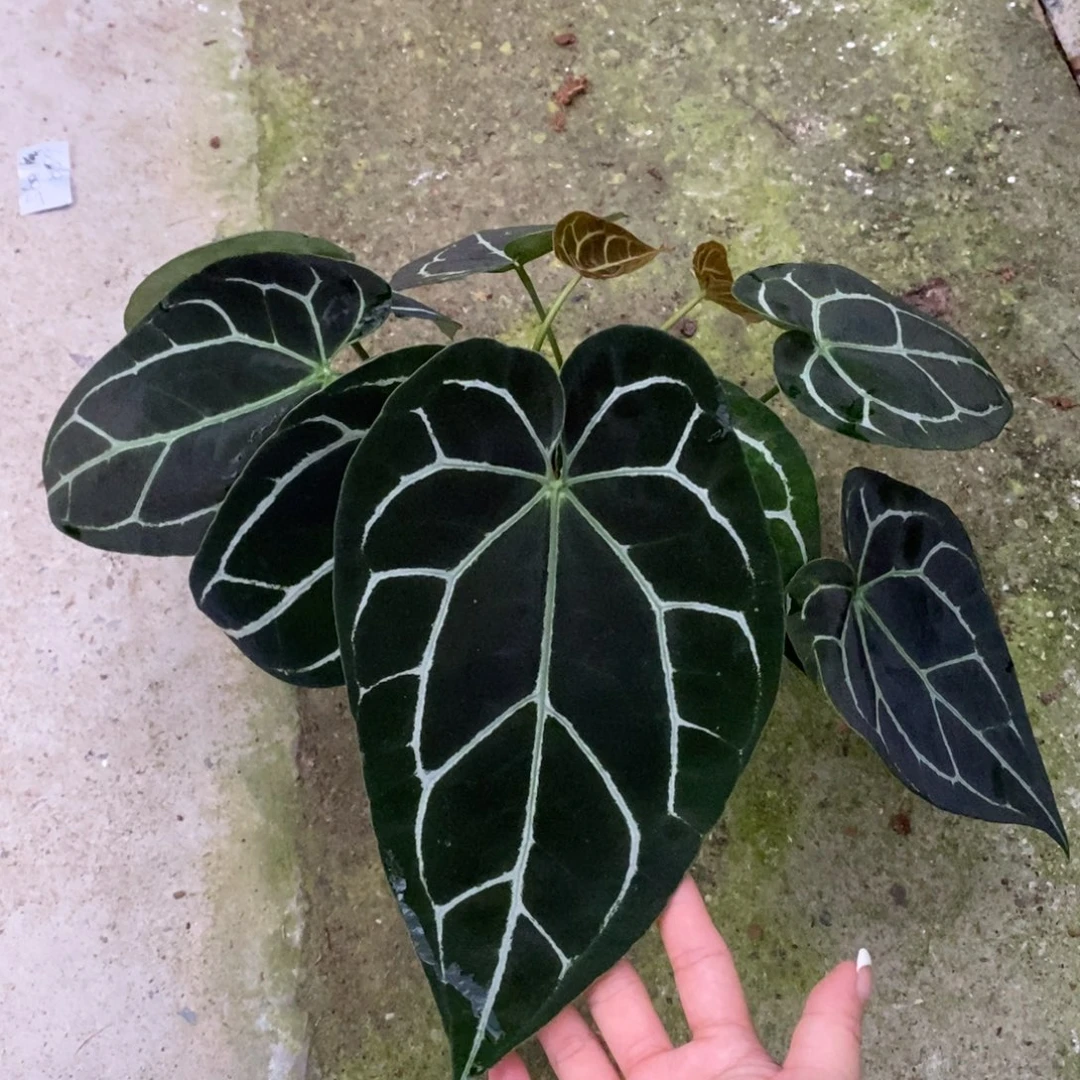不开花植物1021 黑水晶