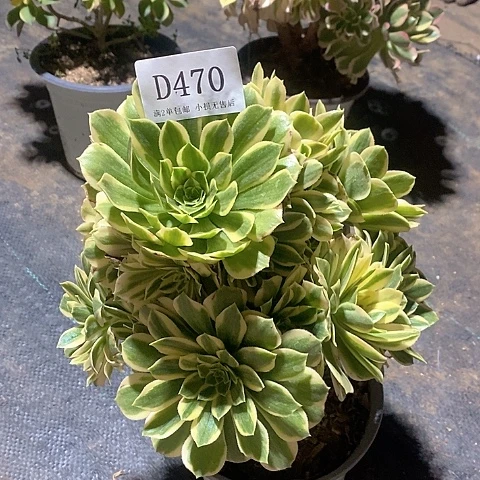 470芳华多肉法师锦