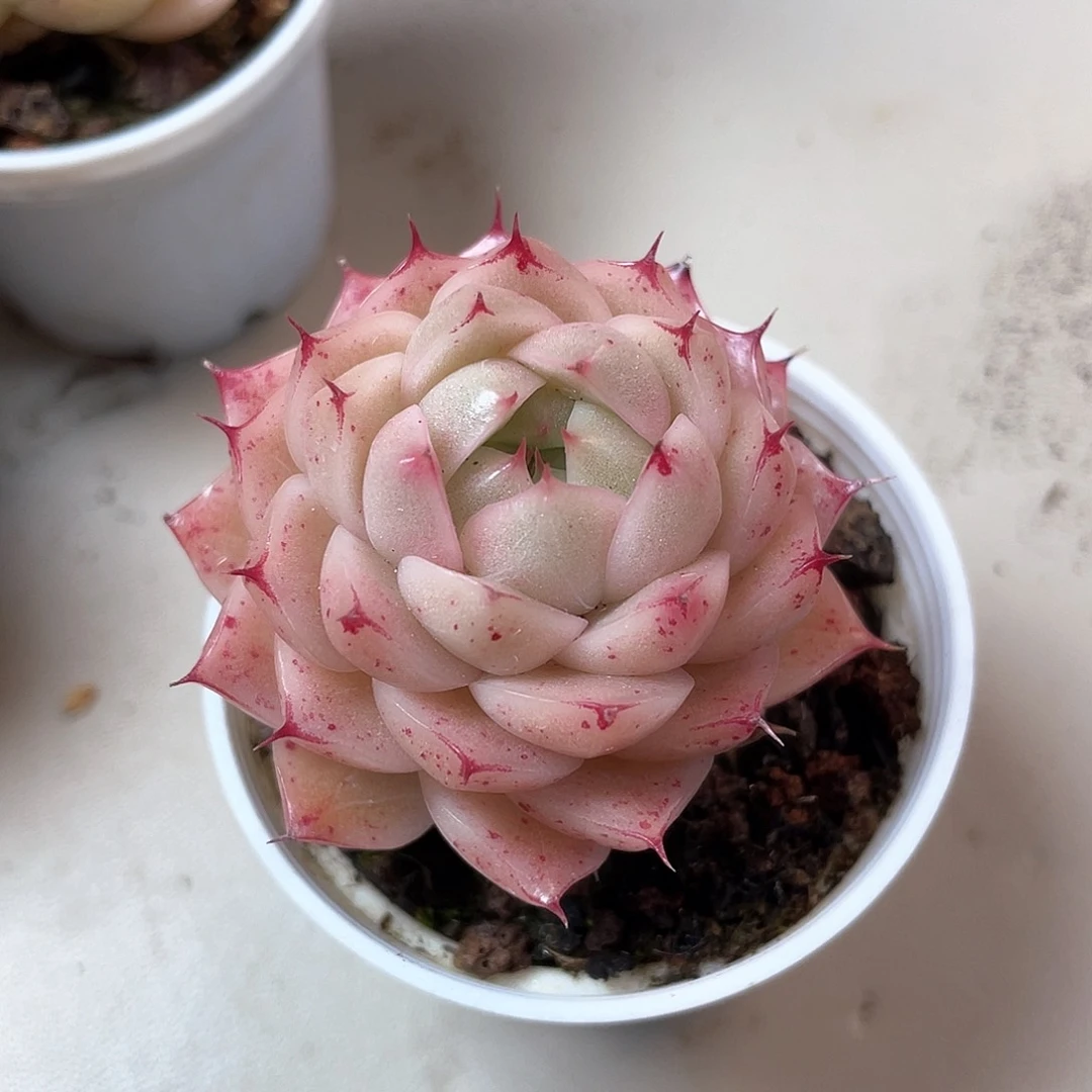 优选麦秆福利338