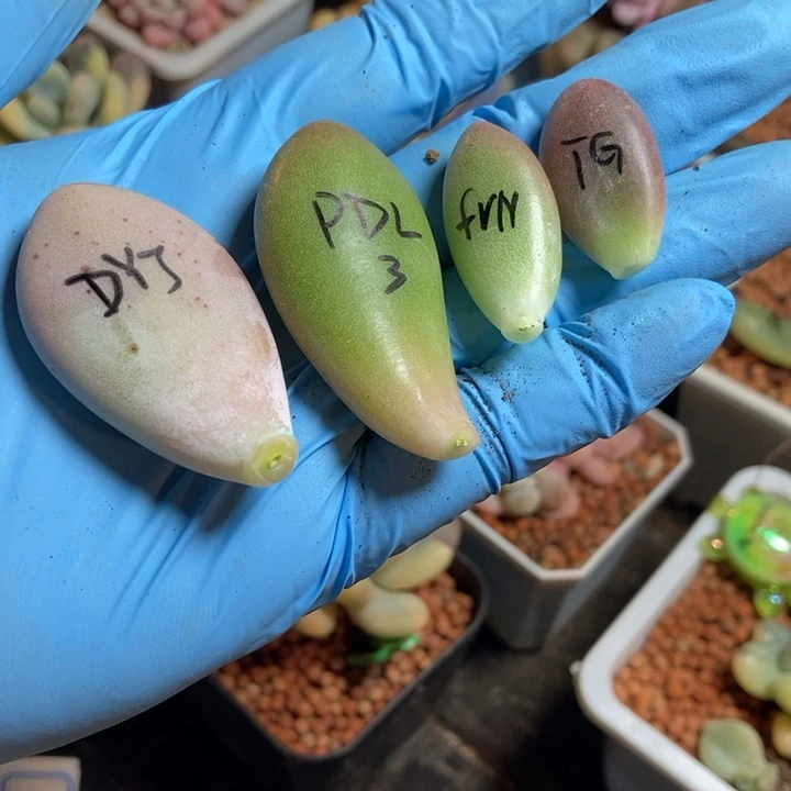 一组叶片多肉植物