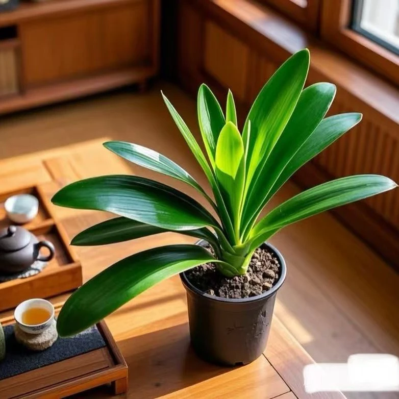 【精品推荐】君子兰盆栽君子兰苗四季常青植物