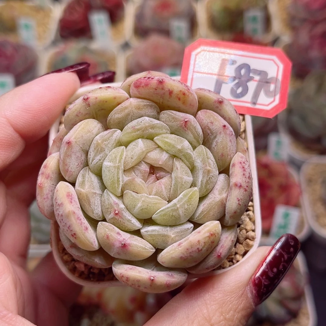 F870一物一拍 白恋