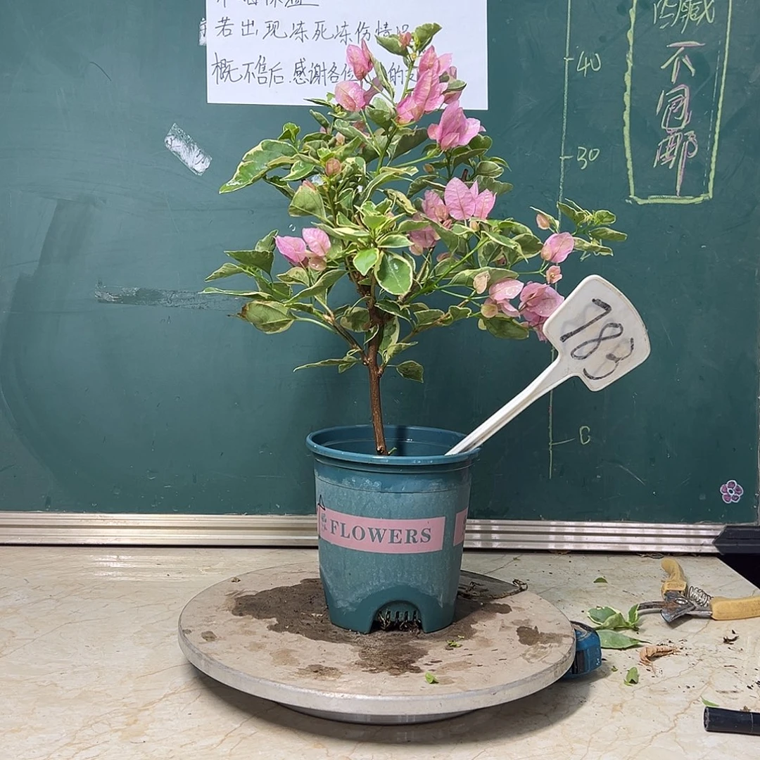 完全开放 小斑叶丽人  783