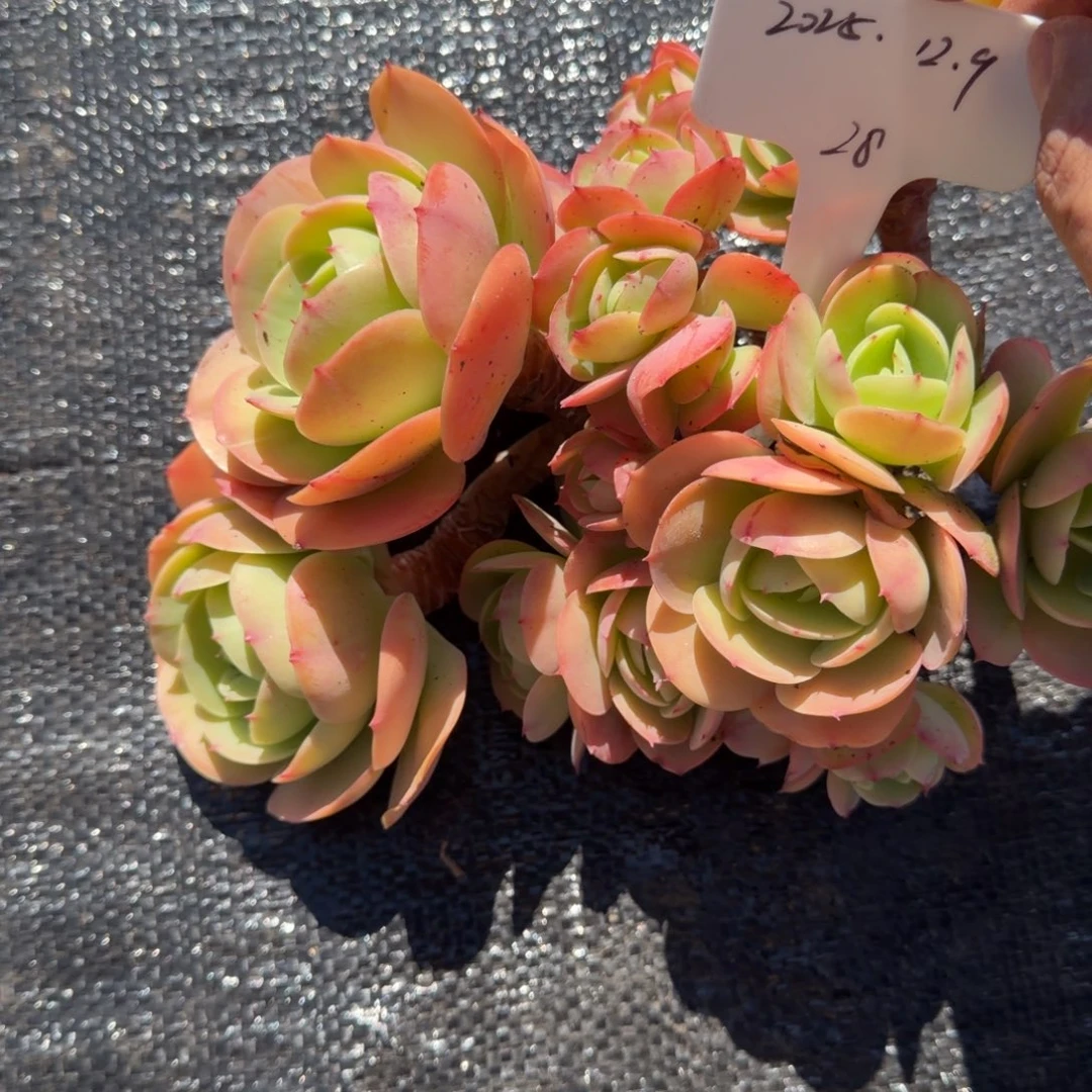 丫***丫一物一拍鸡蛋碧桃28