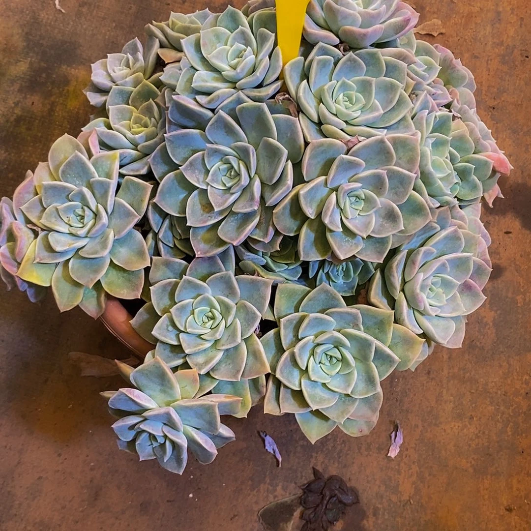 台***司哈里沃森596。