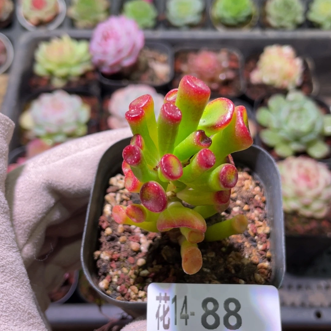 花利美14-88吸财树