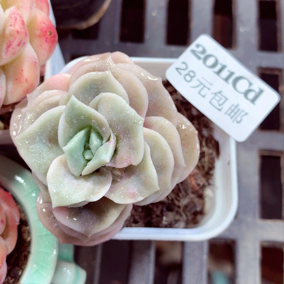 5厘米盆精控多肉2011