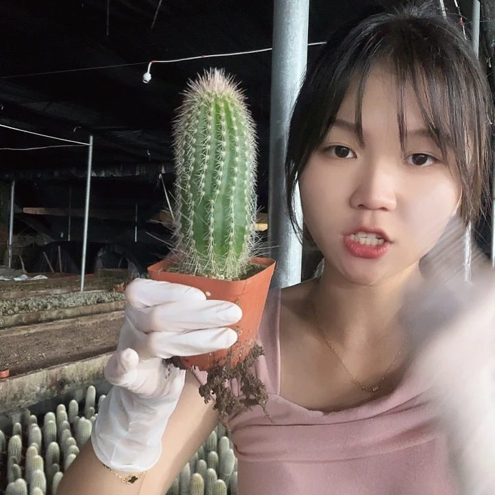 鹿角柱11111111111111