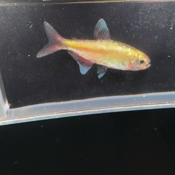 灯科鱼左下缸2号 白金赤霞2.5cm左右 有黑点 一条