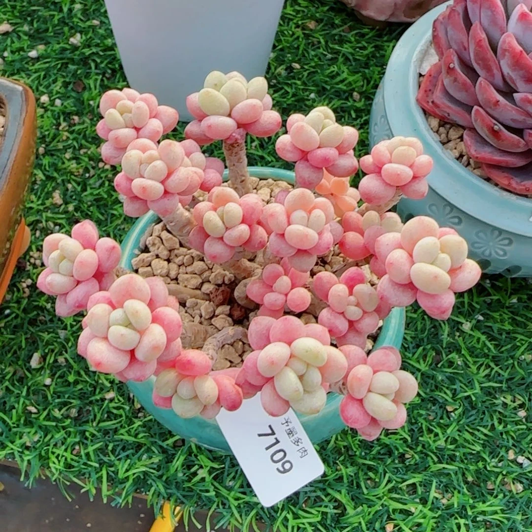 鱼子酱无砍，7109多肉植物