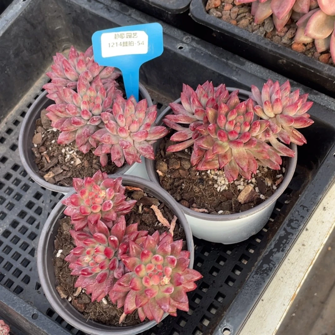 1214-54-如烟美人群生多头一颗