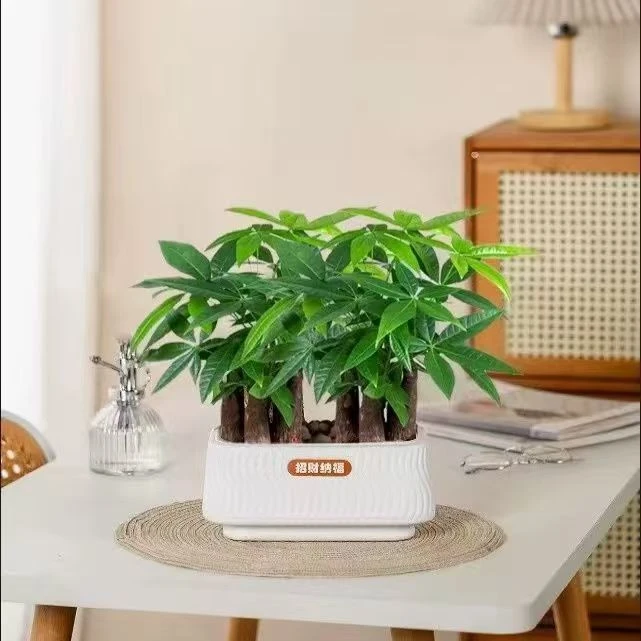 6杆发财树小盆栽植物办公室内6杆原生招财好养盆景花卉绿植摆新