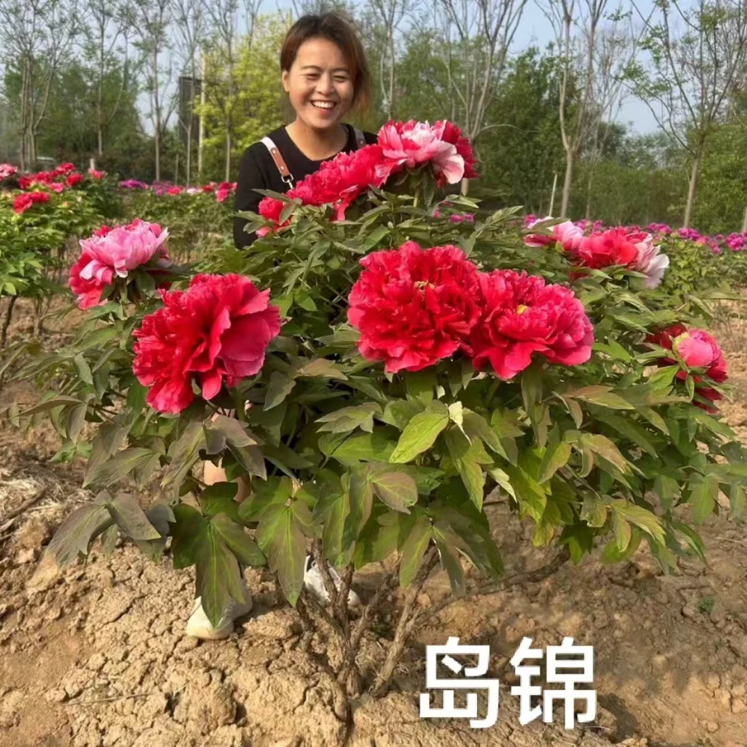 进口品种【一物一拍】菏泽重瓣牡丹花苗耐寒好养适合庭院阳台种植