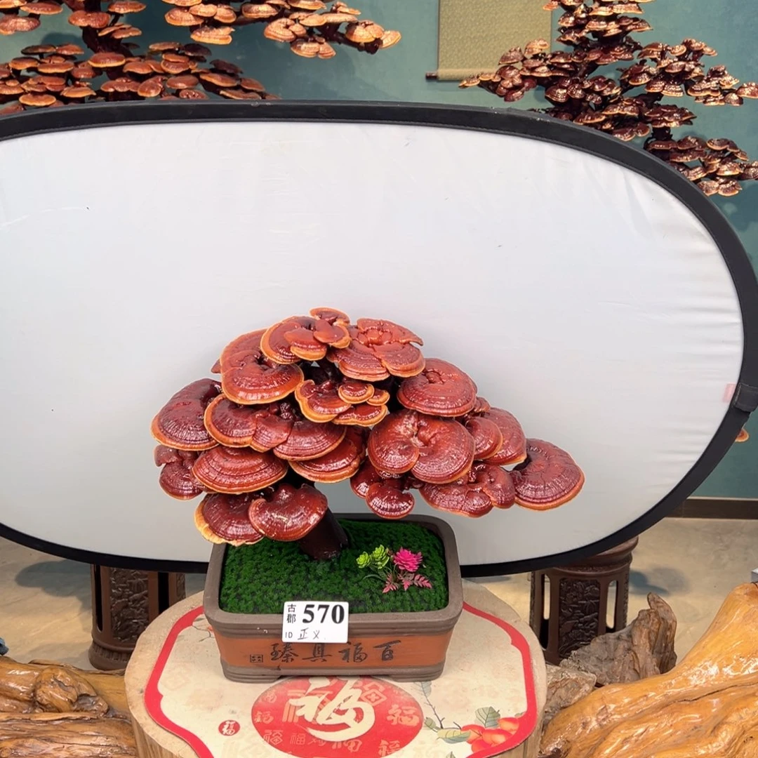 正***义无花朵88888888888