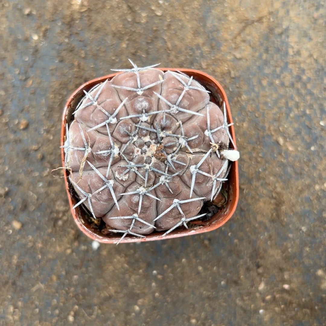 多破四座无言星欲稀植物