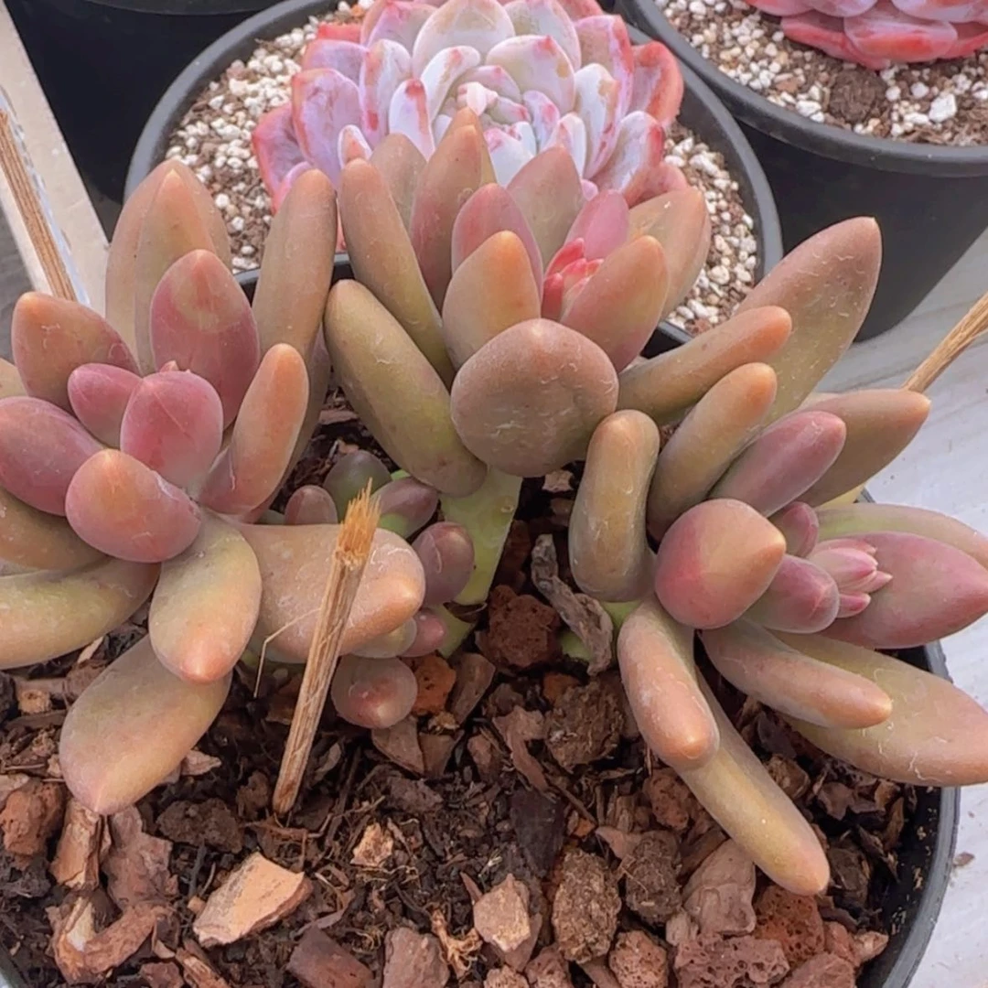 【闪购商品】三头芒果奶