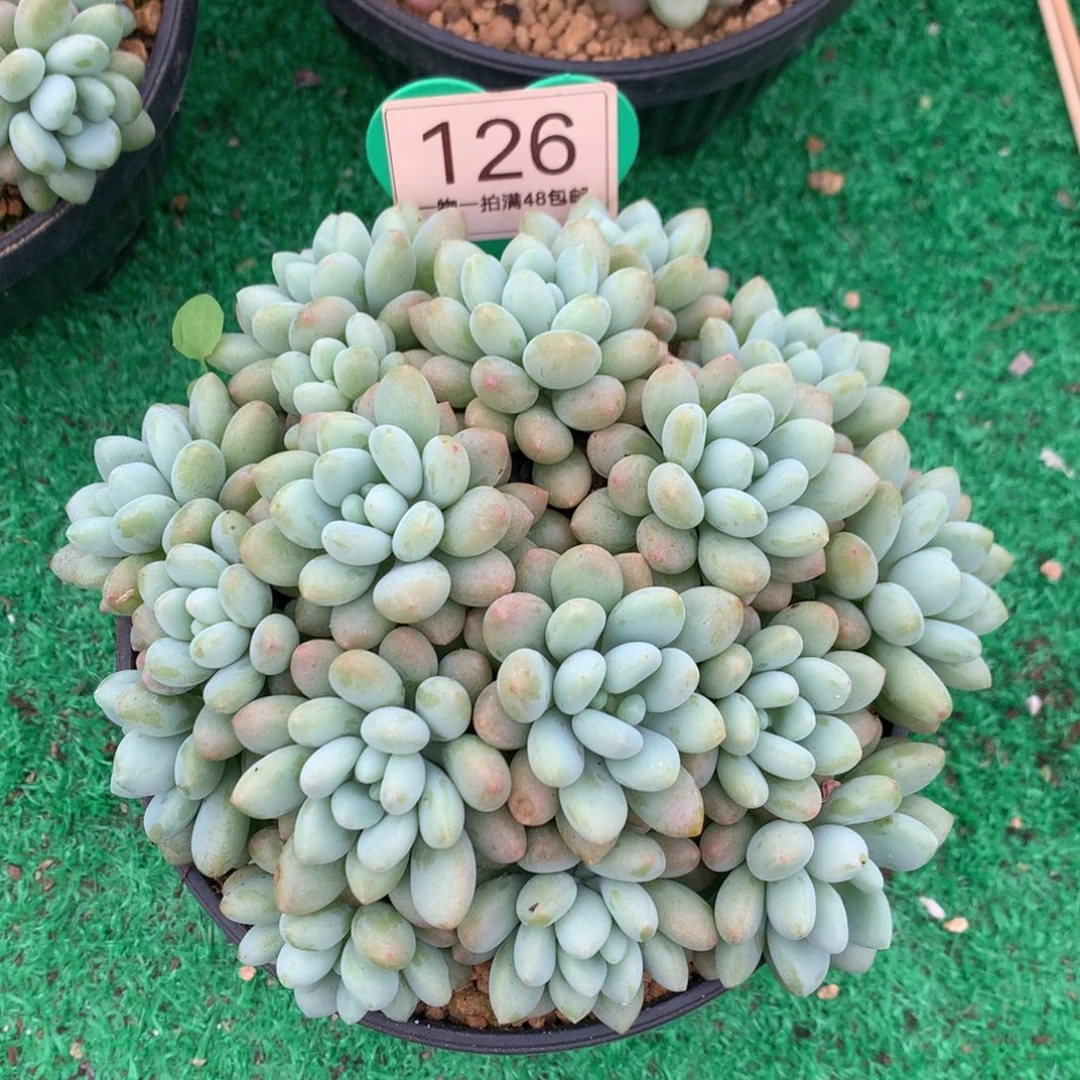 洛可可无砍平头126