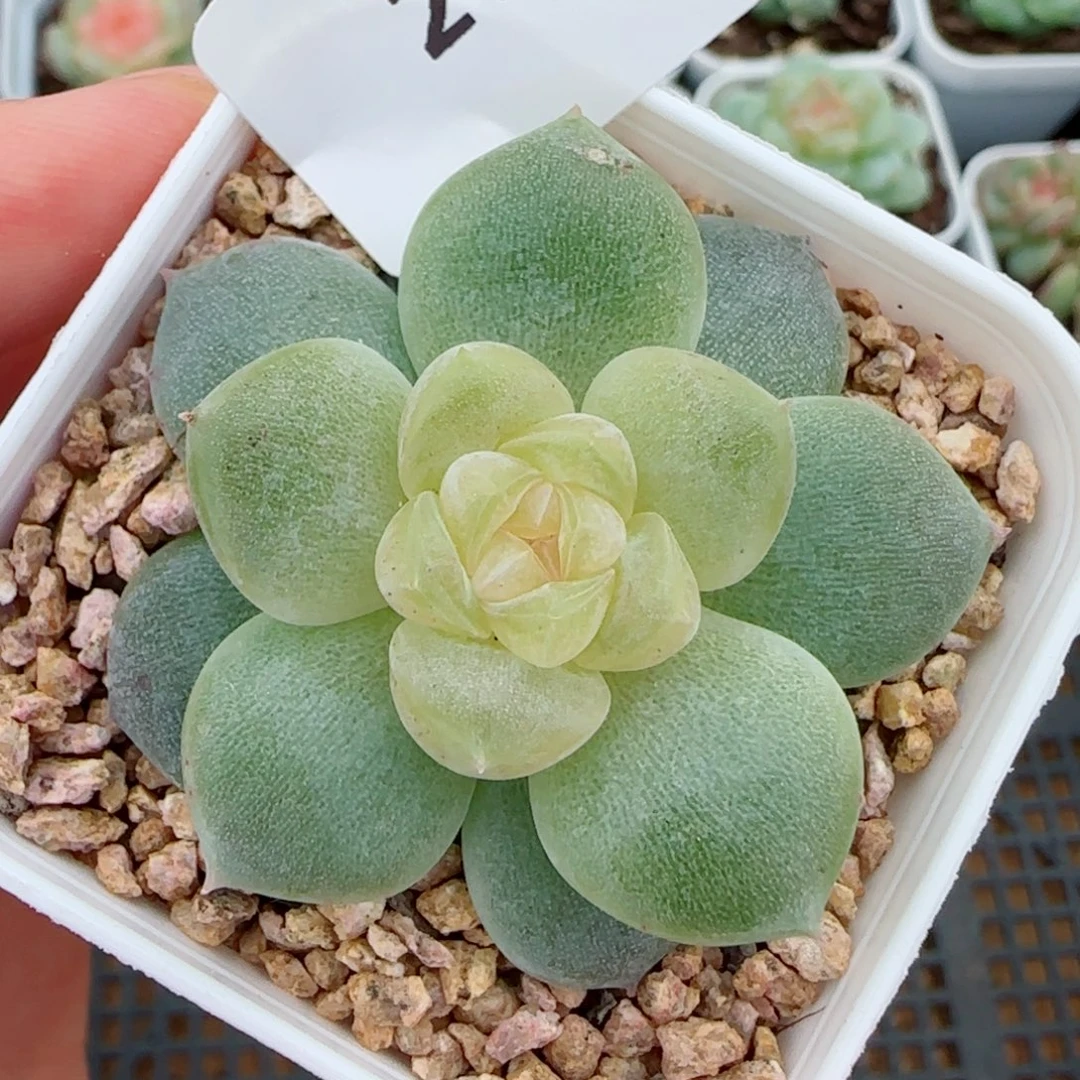 新品，2158多肉植物