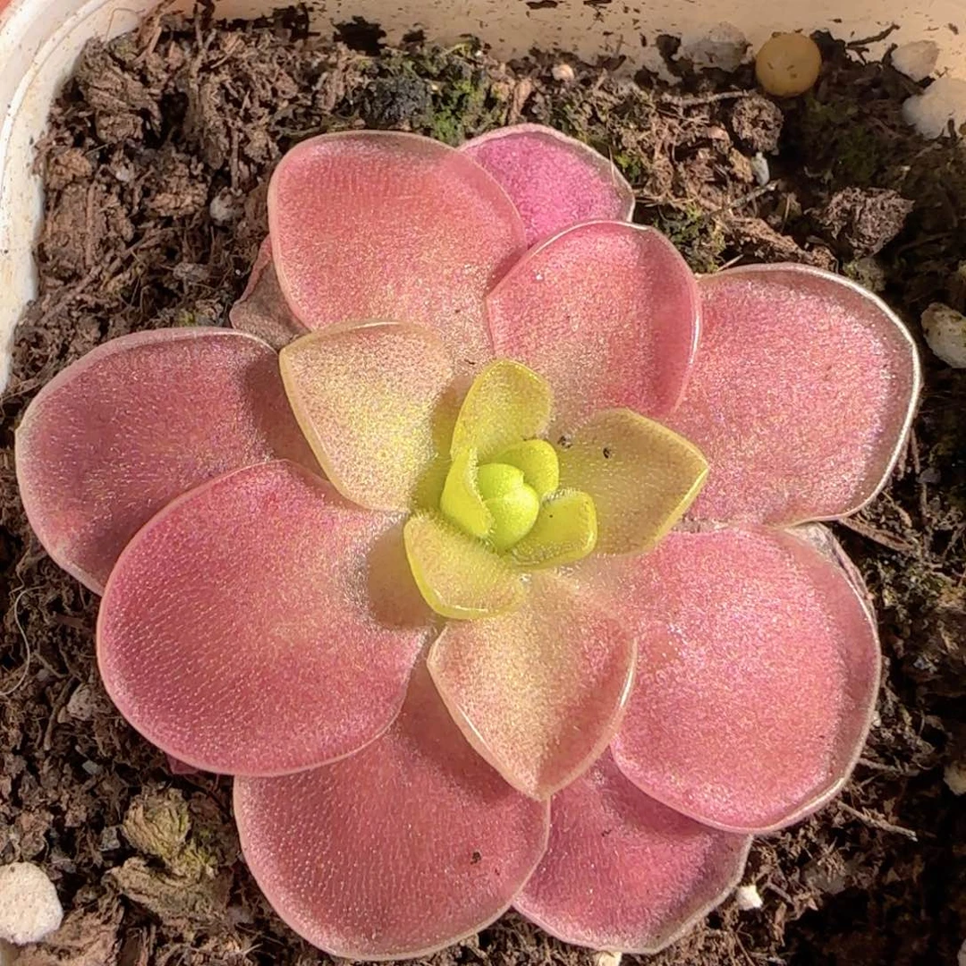 多肉1229-40赛题捕虫堇