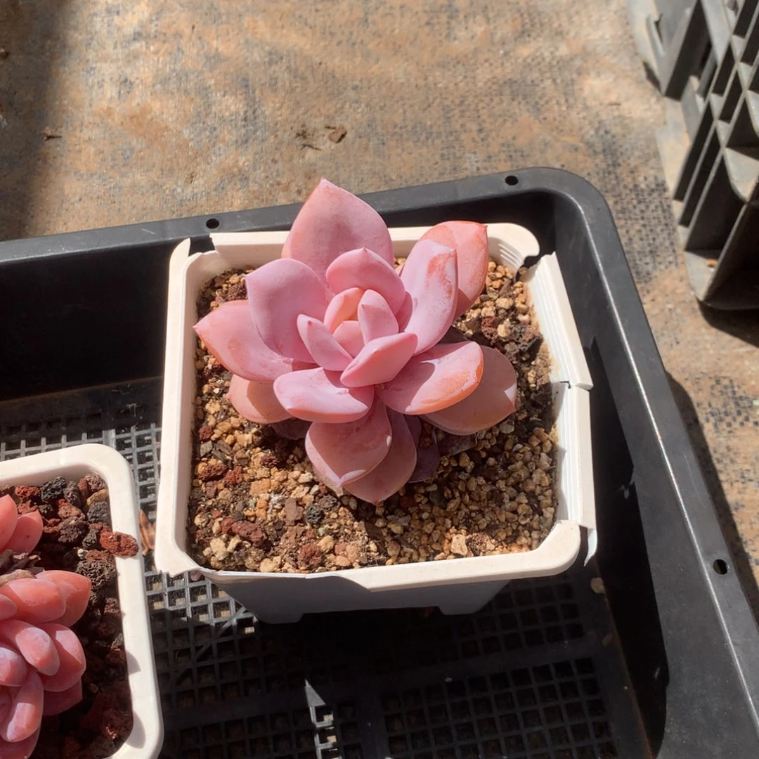 玲***听清政府也会为自己在这里建造