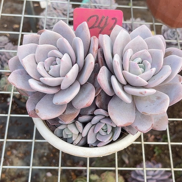 C***6两单包邮，一物一拍242