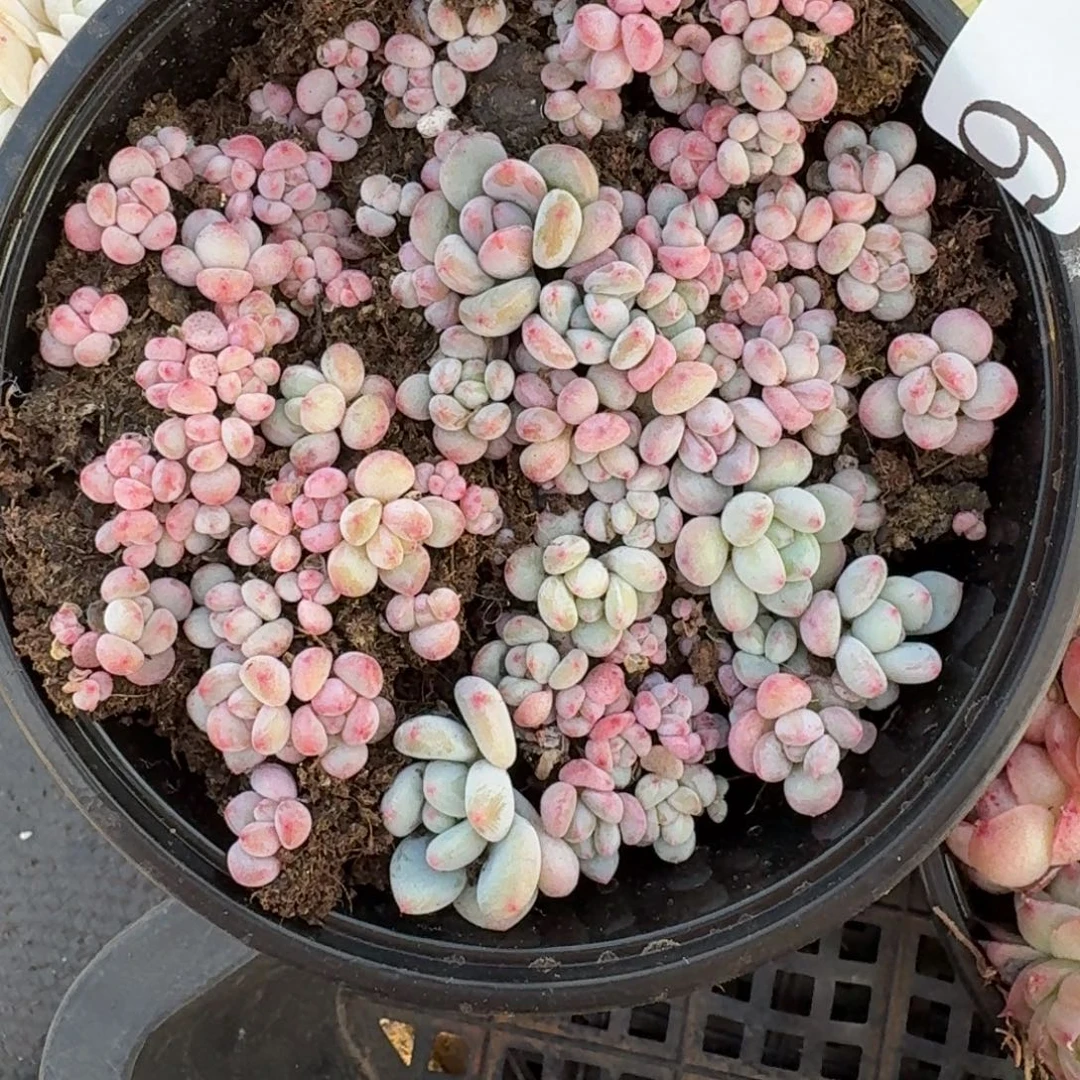 多肉植物多肉植物9