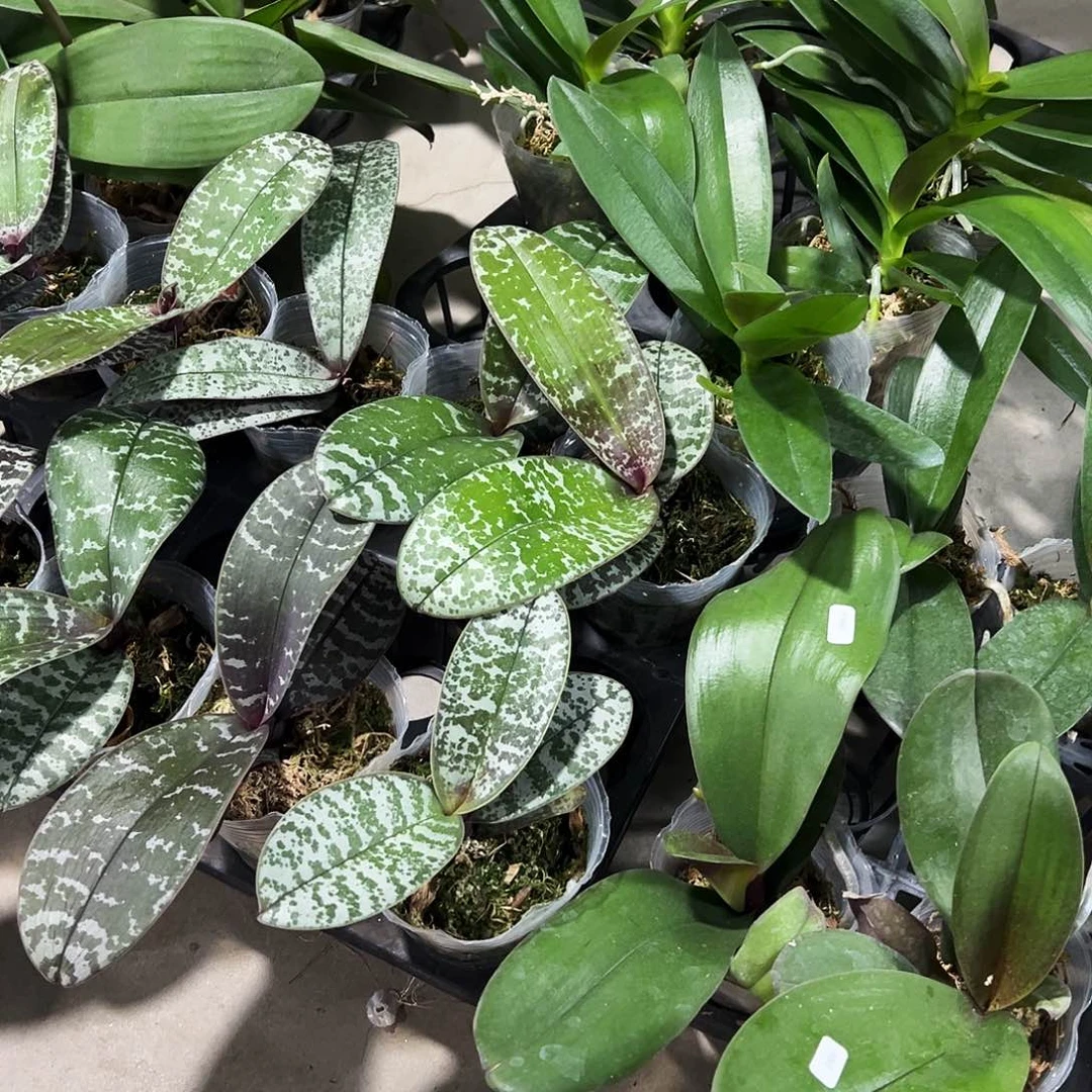 当前无花栽培后可以开花3.0加高杯西蕾丽