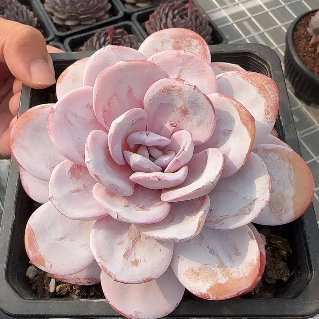 从前慢甄选多肉编号雪莲