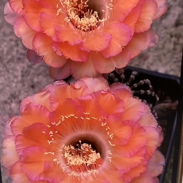 彩草心舞带根4.5公分左右