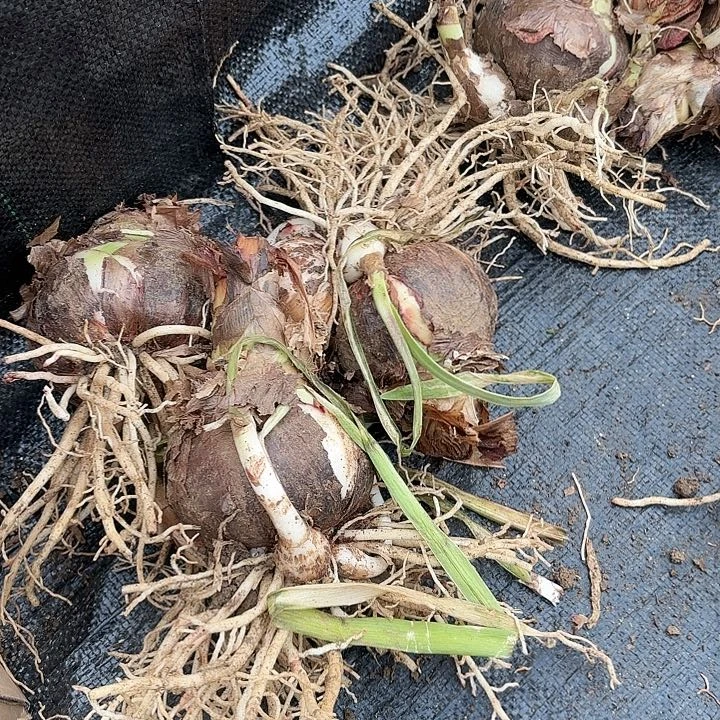 杂交三大棵开花无售后