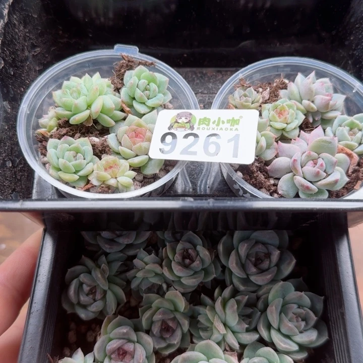 修****?多肉植物多肉植物