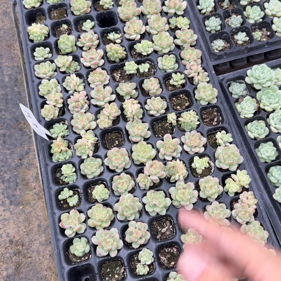 雪舞70左右 一个满20包邮