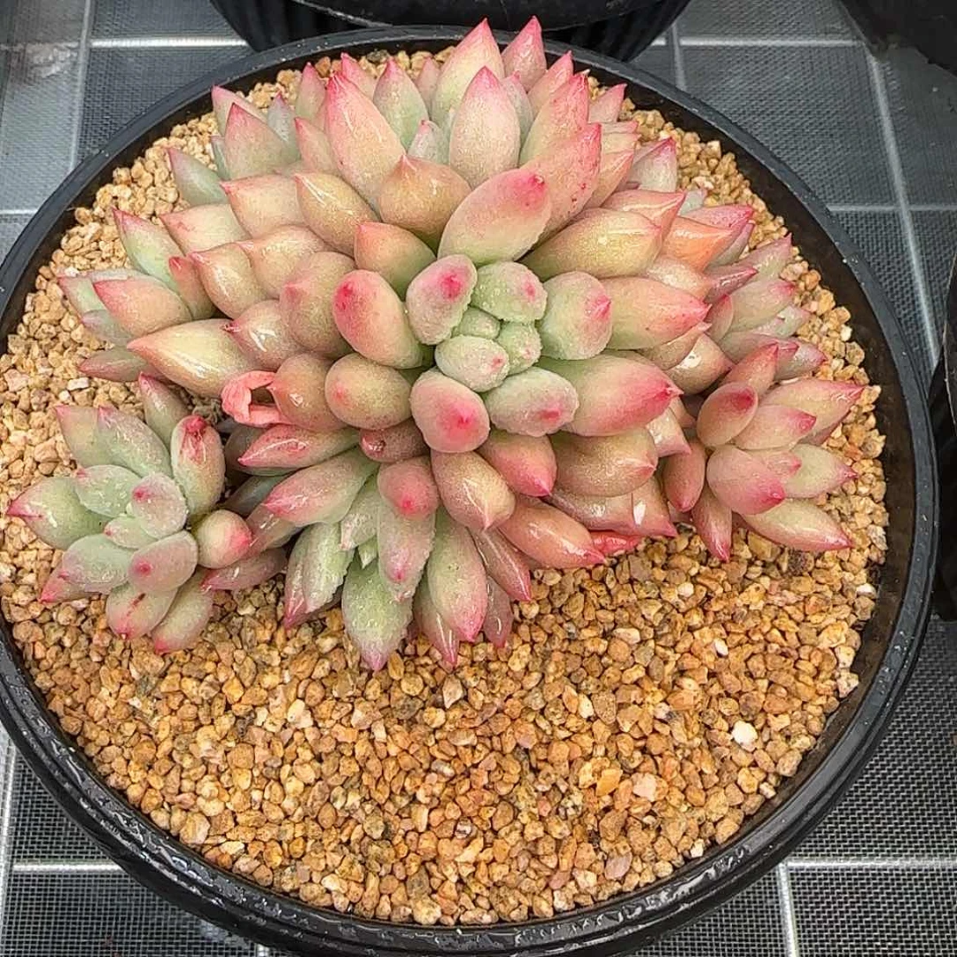 从前慢甄选多肉编号岩字