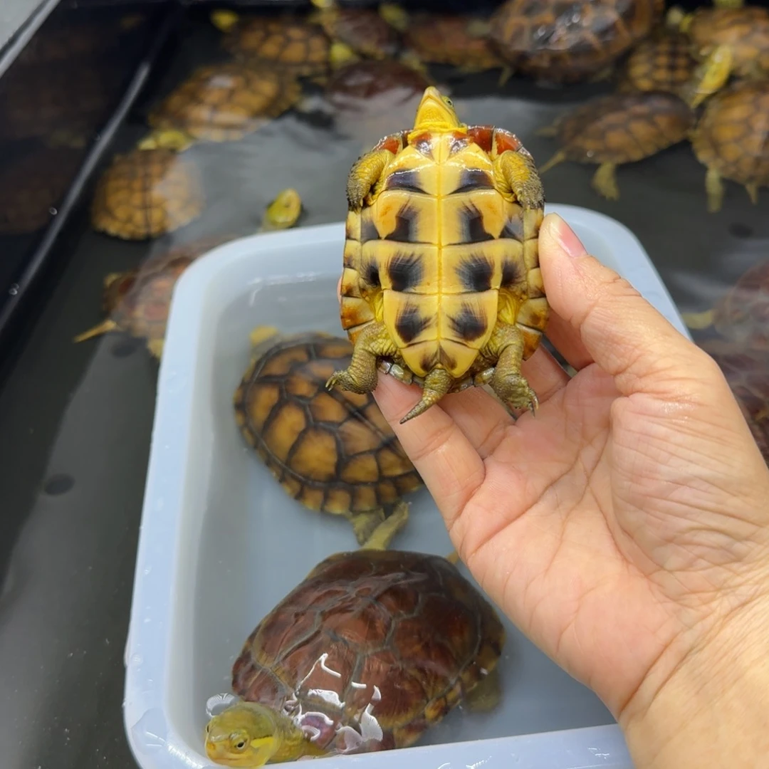 吉***活公母搭配宠物龟背甲7 指甲短一点