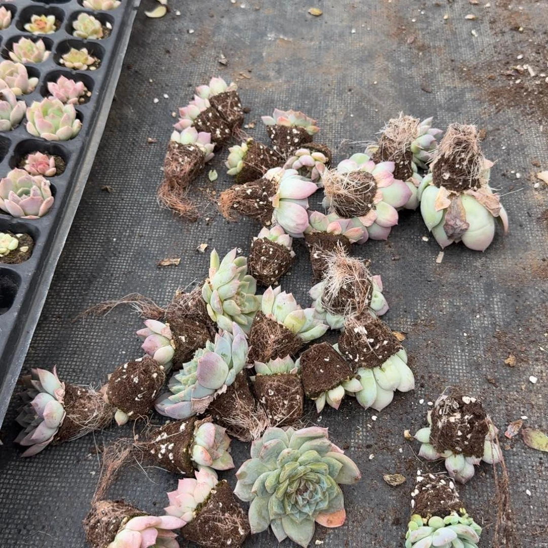 珍妮出心的两颗量拍28-35穴盘左七