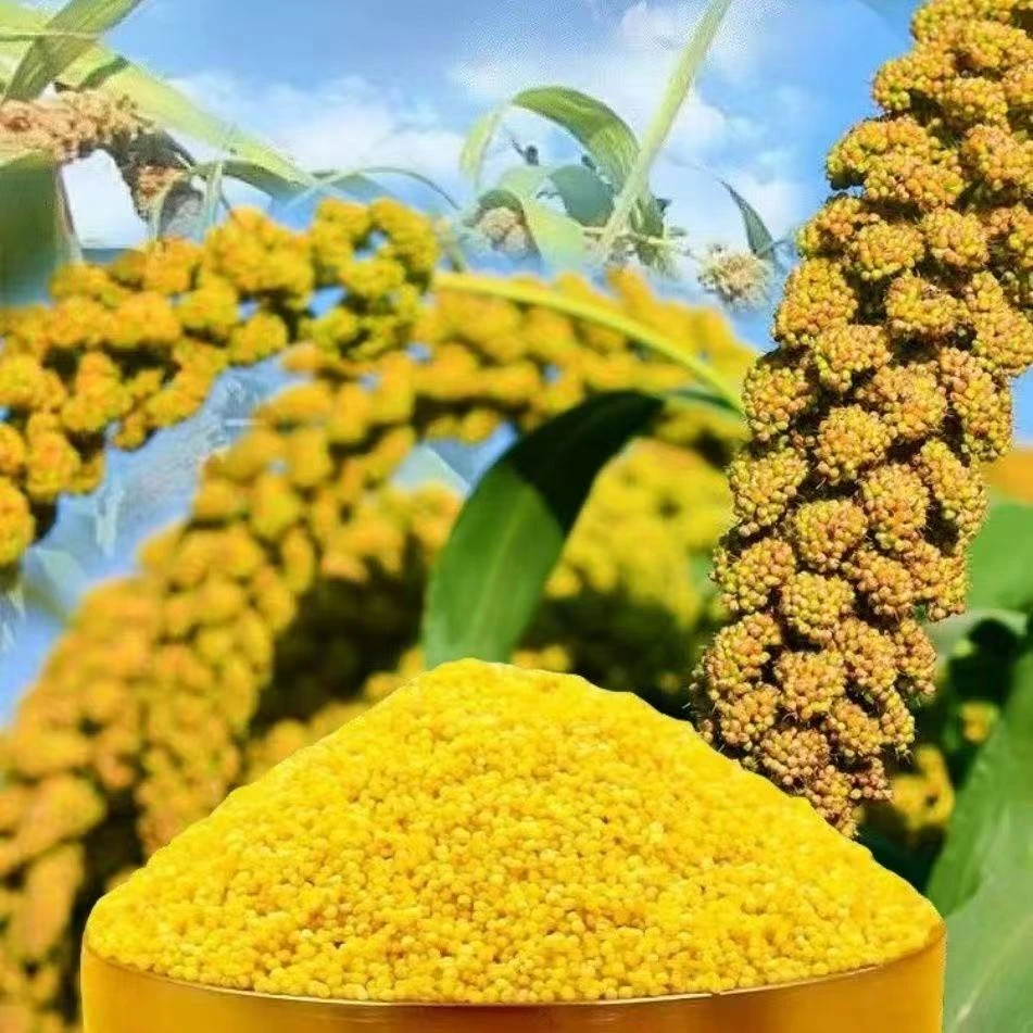 山地新小米熬粥米油厚嘎嘎好喝