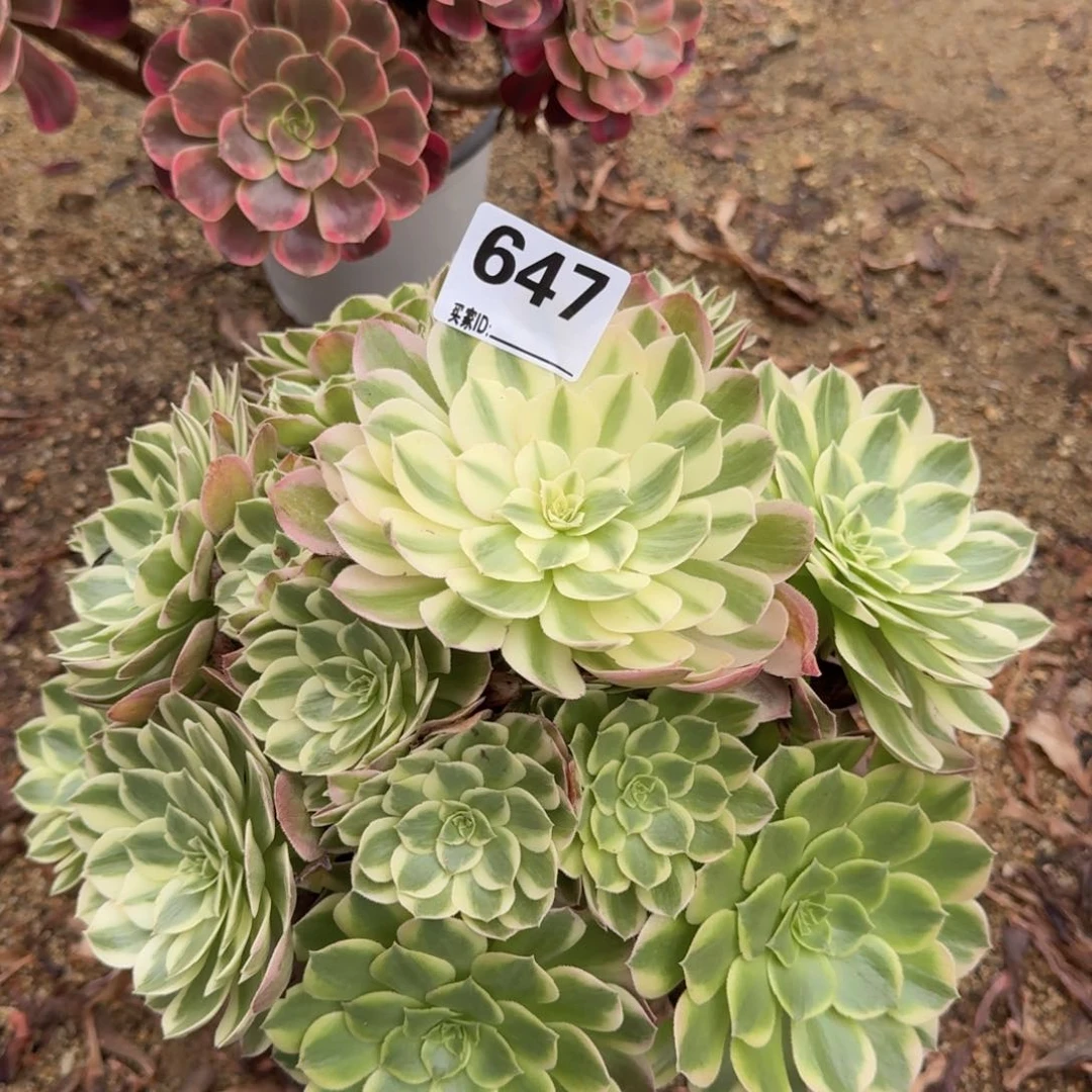647海王多肉植物