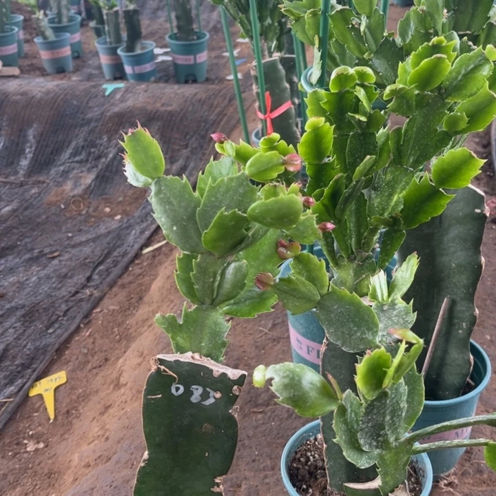 梦***月2号083➕047送包土