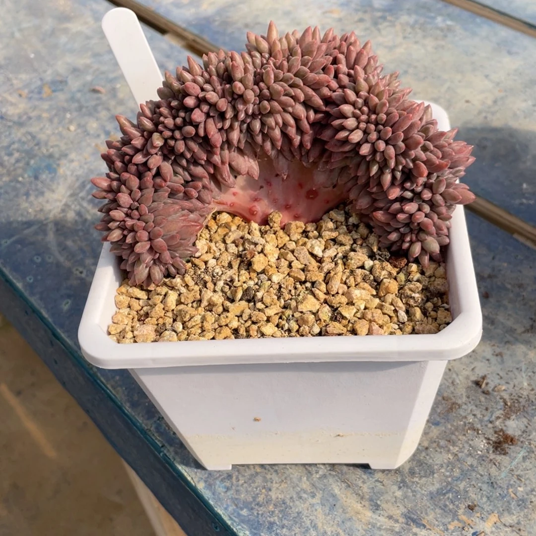 红蜻蜓一物一拍中通快递