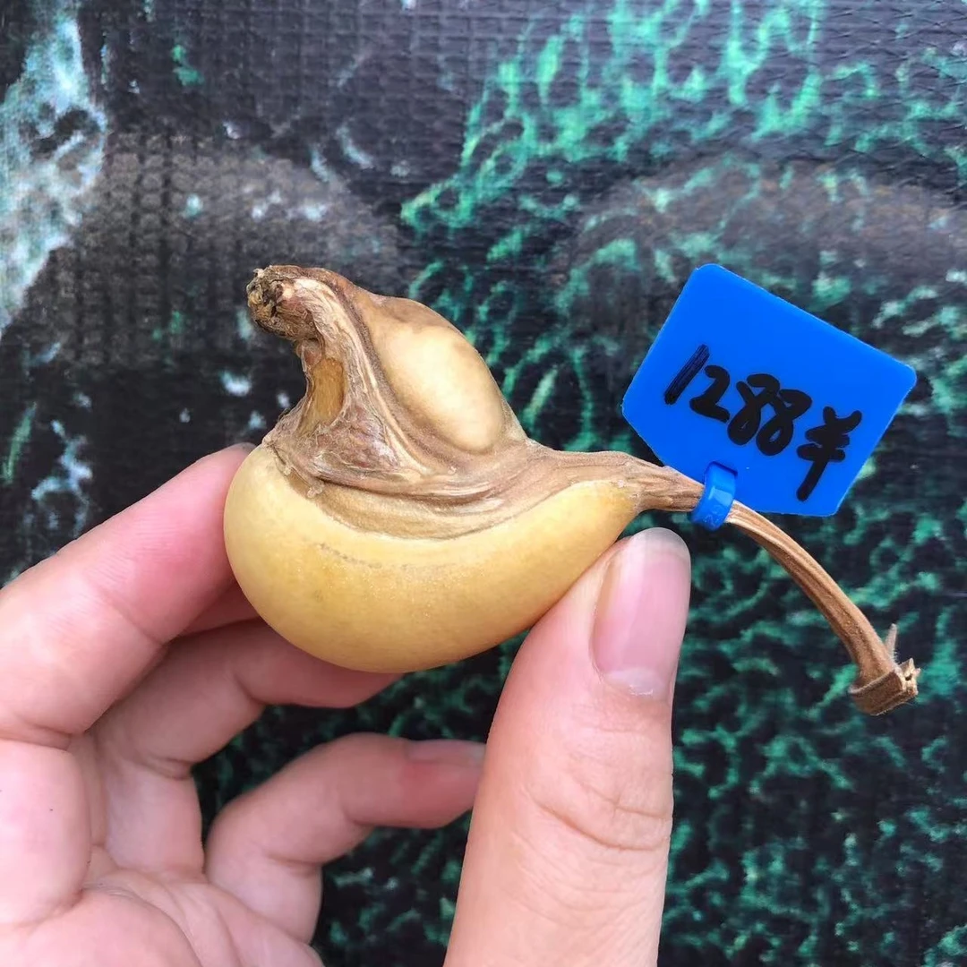 手把腰子，全品厚皮