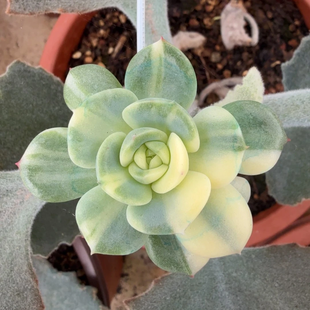 三文鱼锦拉丝花脸锦