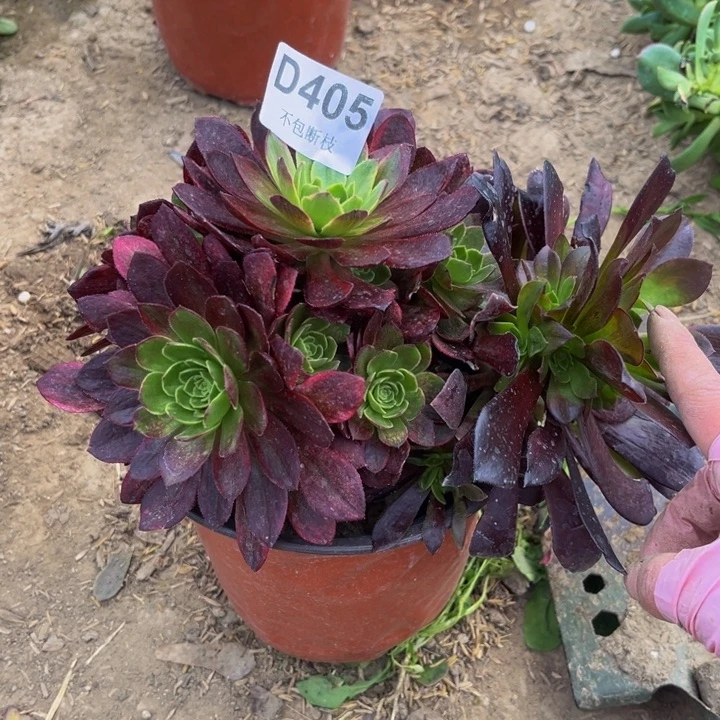 405是两颗多肉法师不包断枝