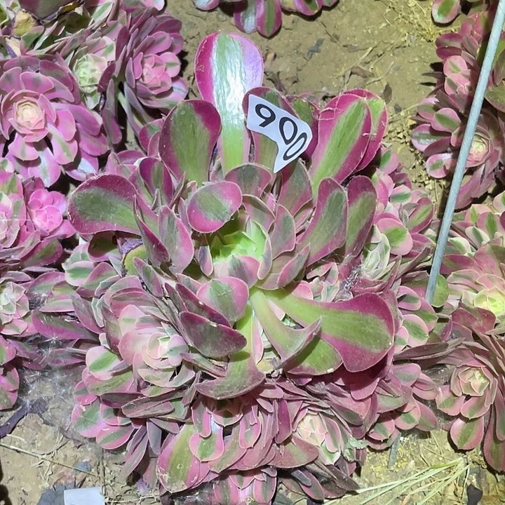 多肉植物法师900女巫