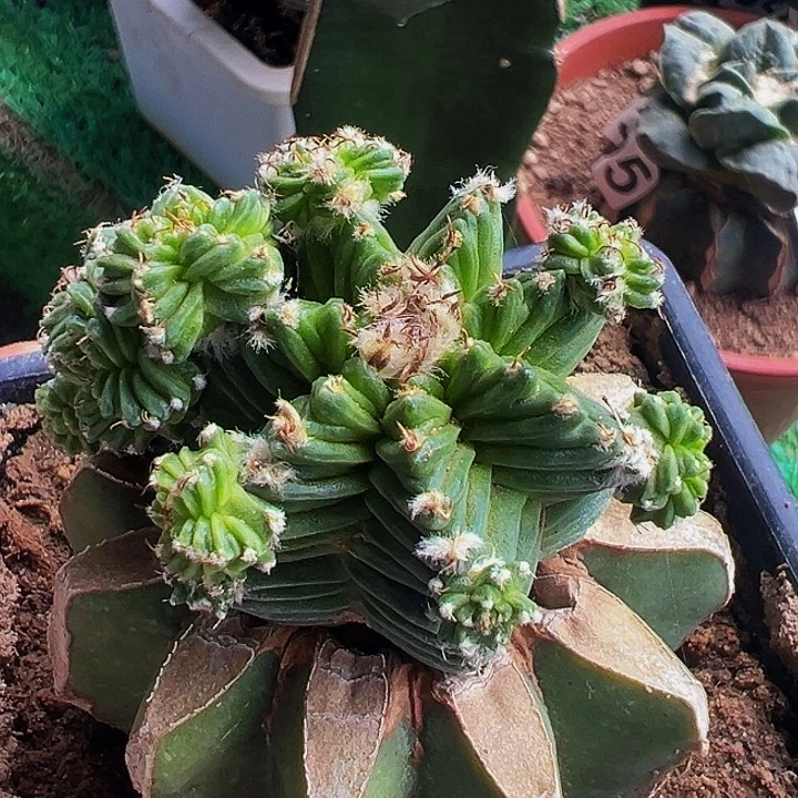 无花朵五星花龙537