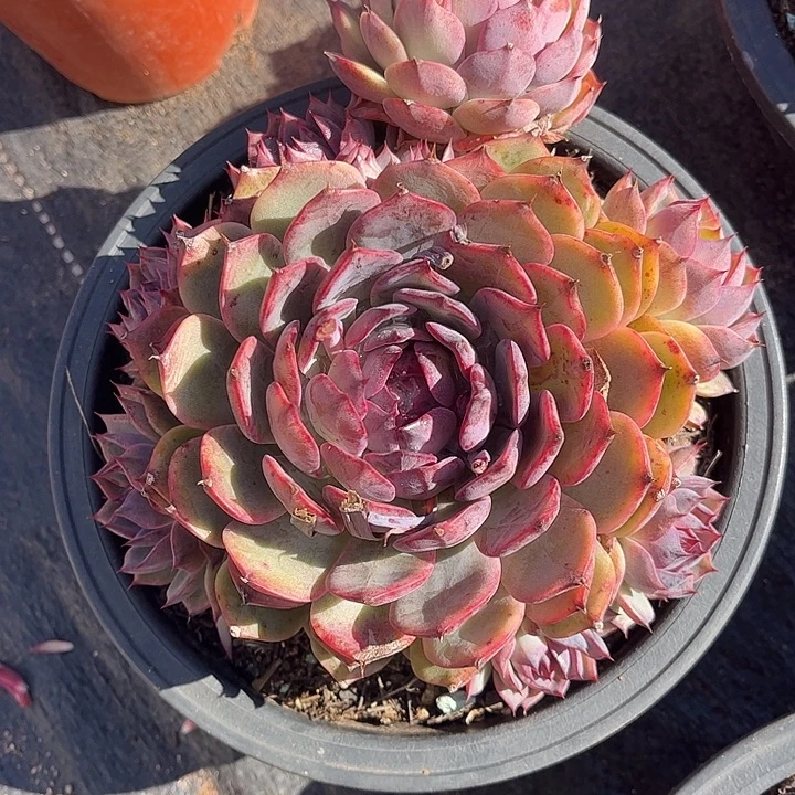 蓝色妖姬，一物一拍